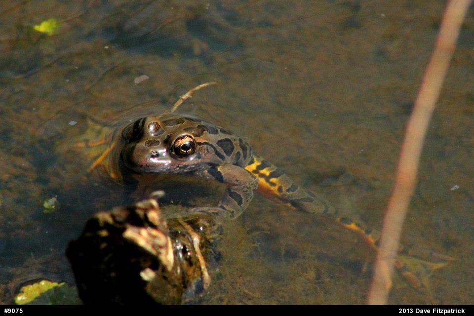 Pickerel Frog