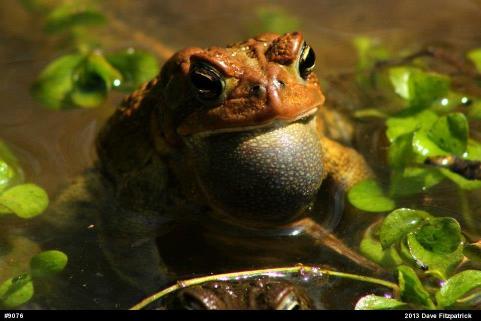 Eastern American Toad