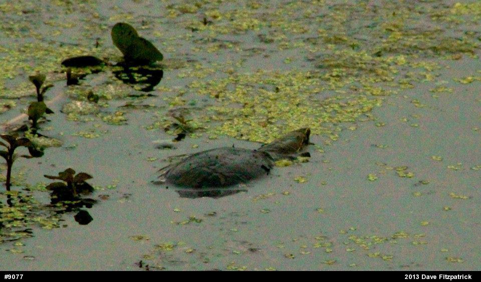 Eastern Musk Turtle