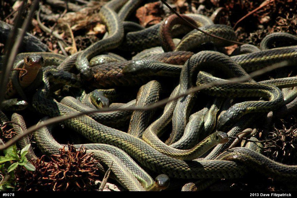 Eastern Gartersnake
