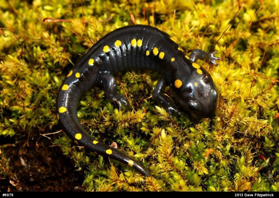 Spotted Salamander