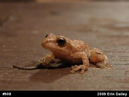 Spring Peeper