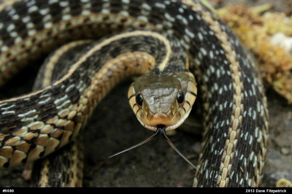 Eastern Gartersnake