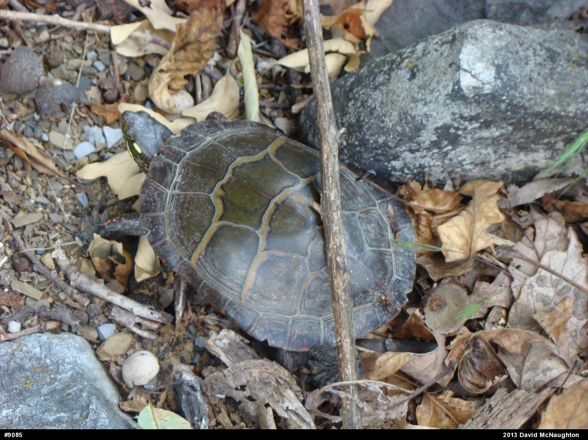 Eastern Painted Turtle