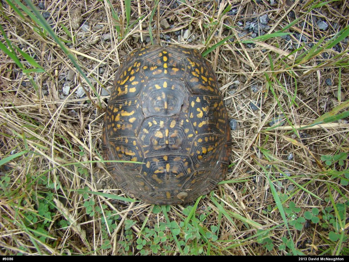 Eastern Box Turtle