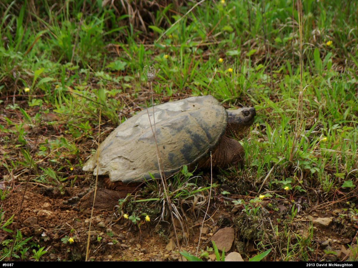 Snapping Turtle