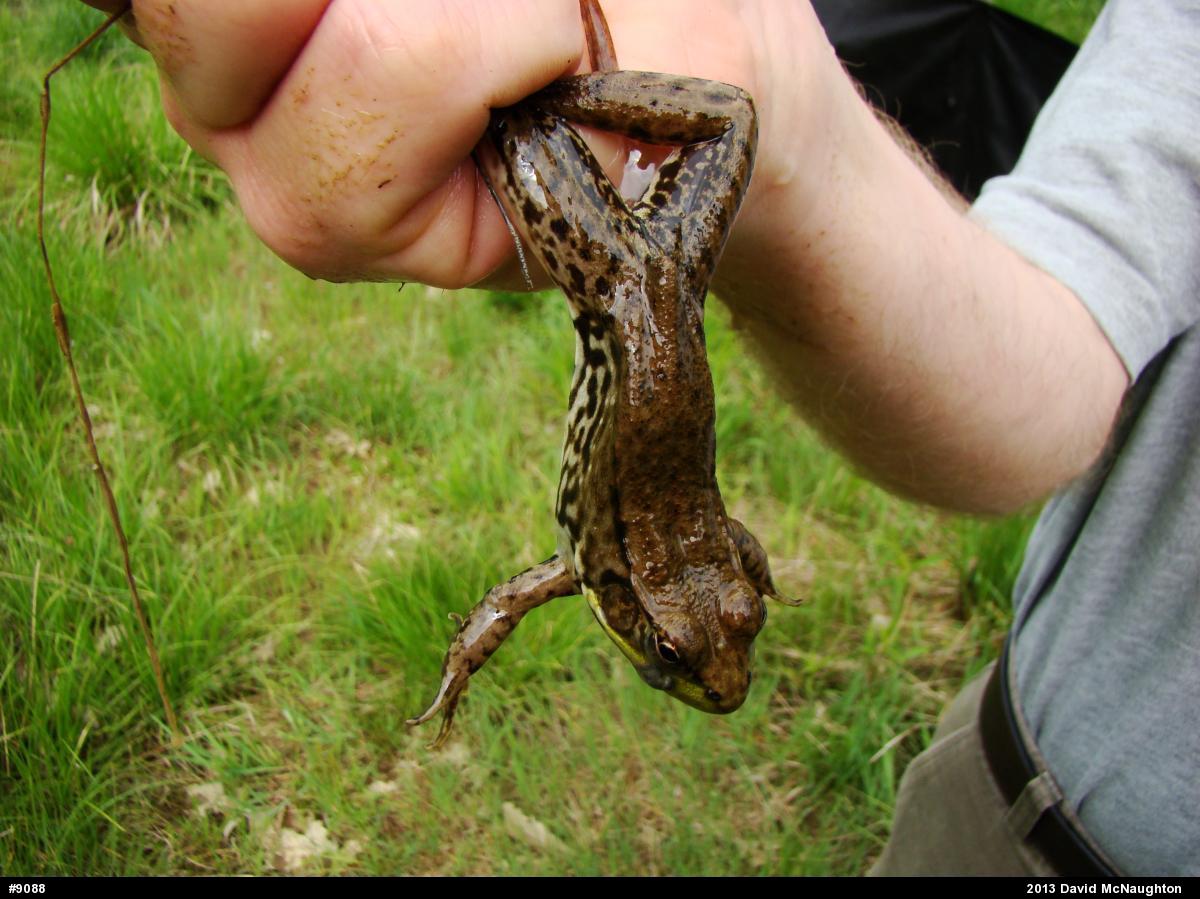 Green Frog
