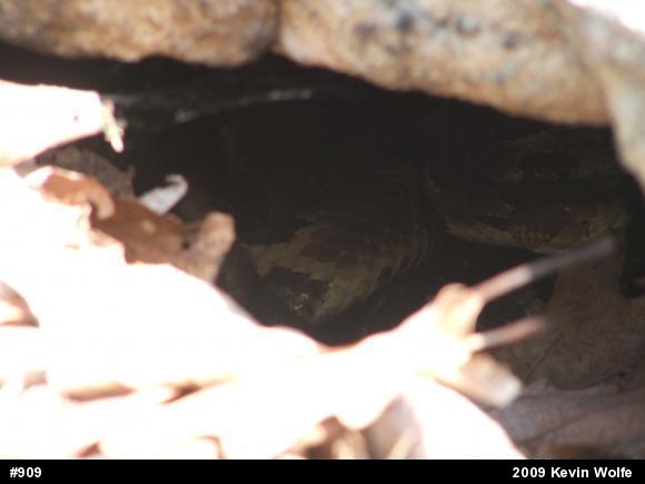 Timber Rattlesnake