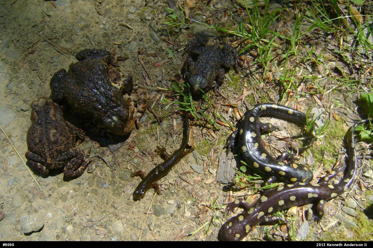 Spotted Salamander