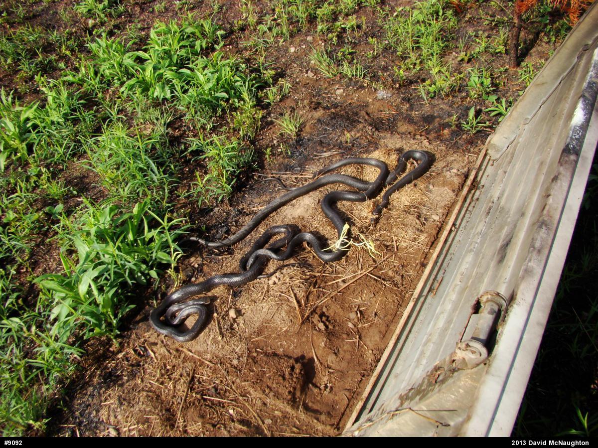 Northern Black Racer
