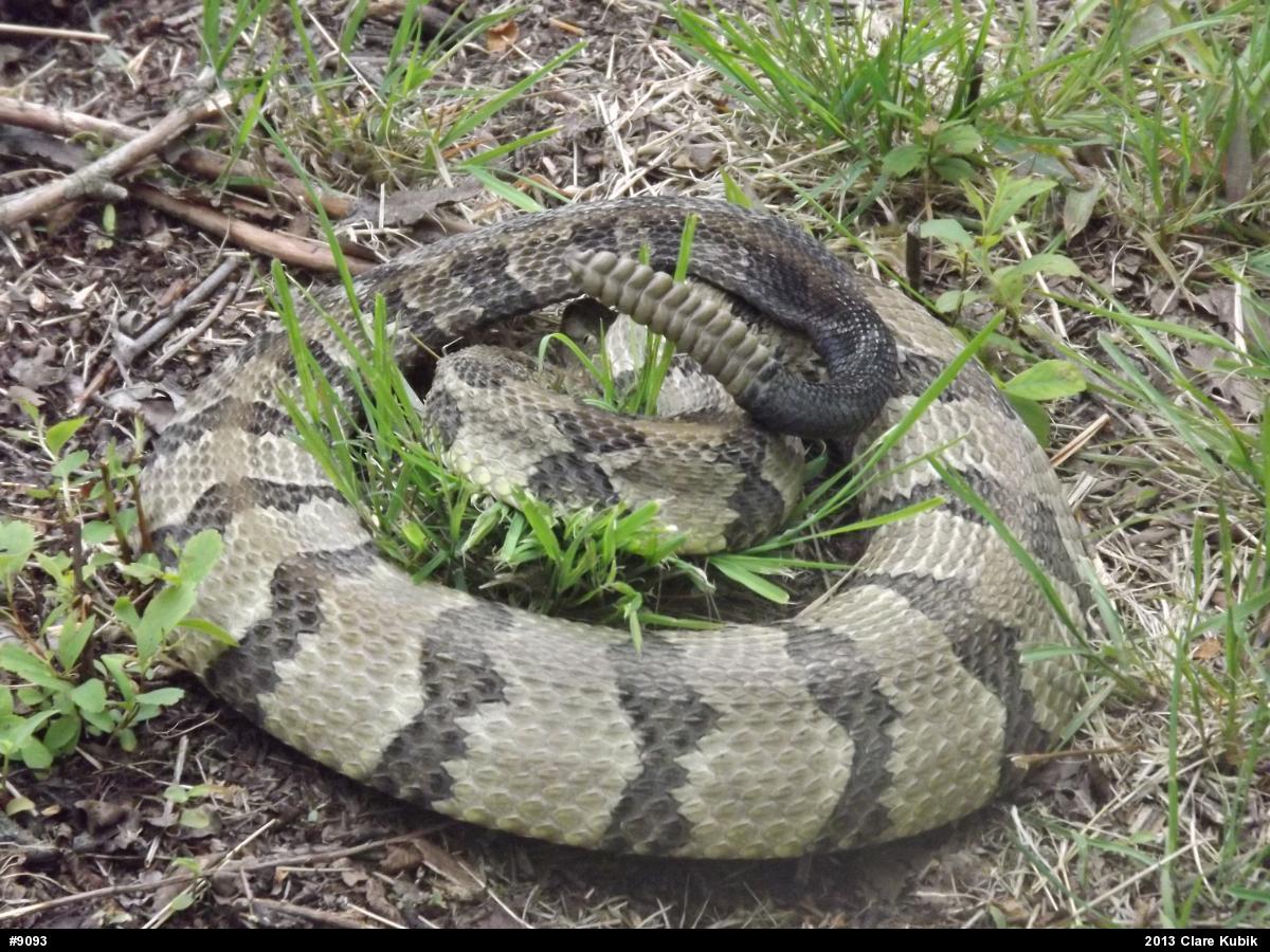 Timber Rattlesnake
