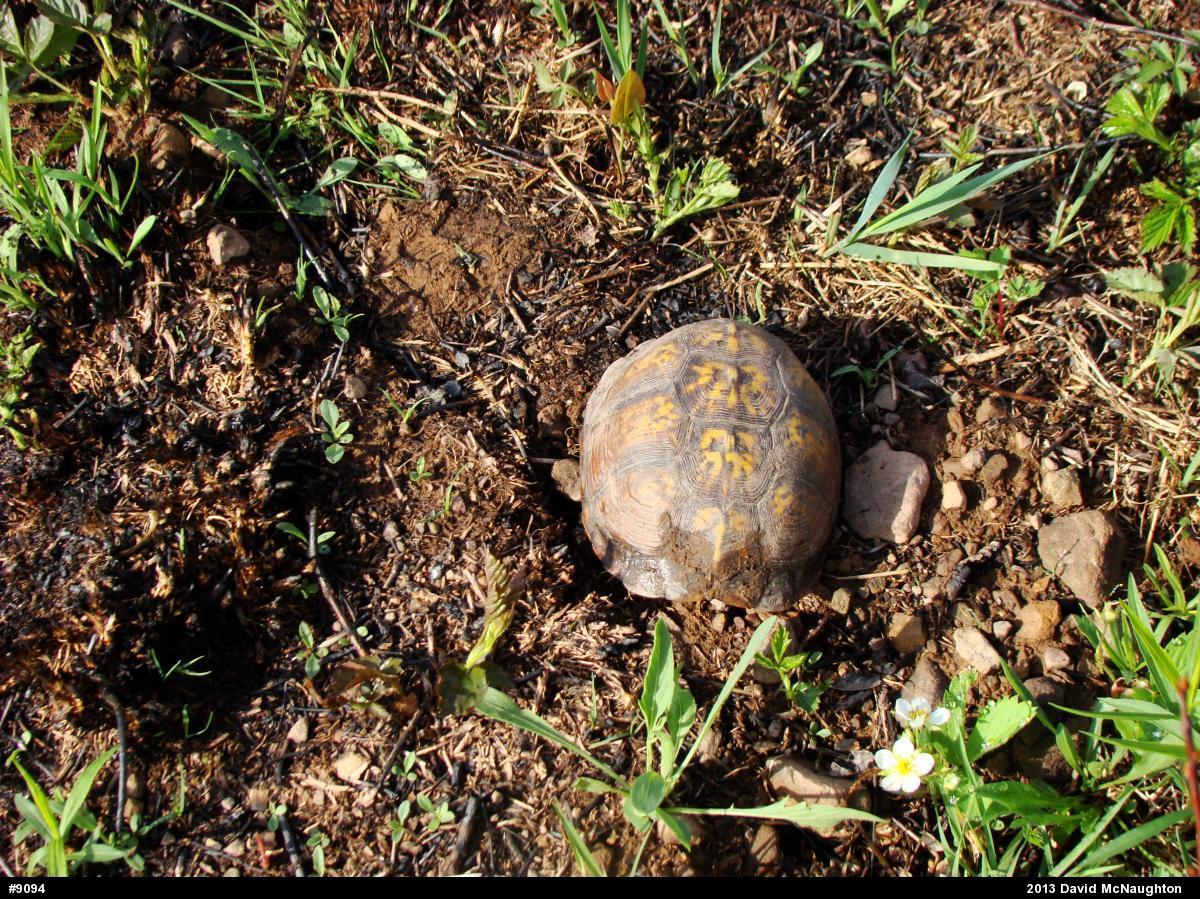 Eastern Box Turtle