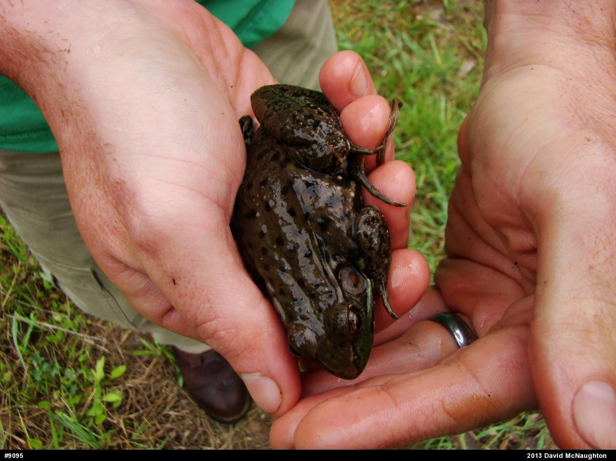 Green Frog