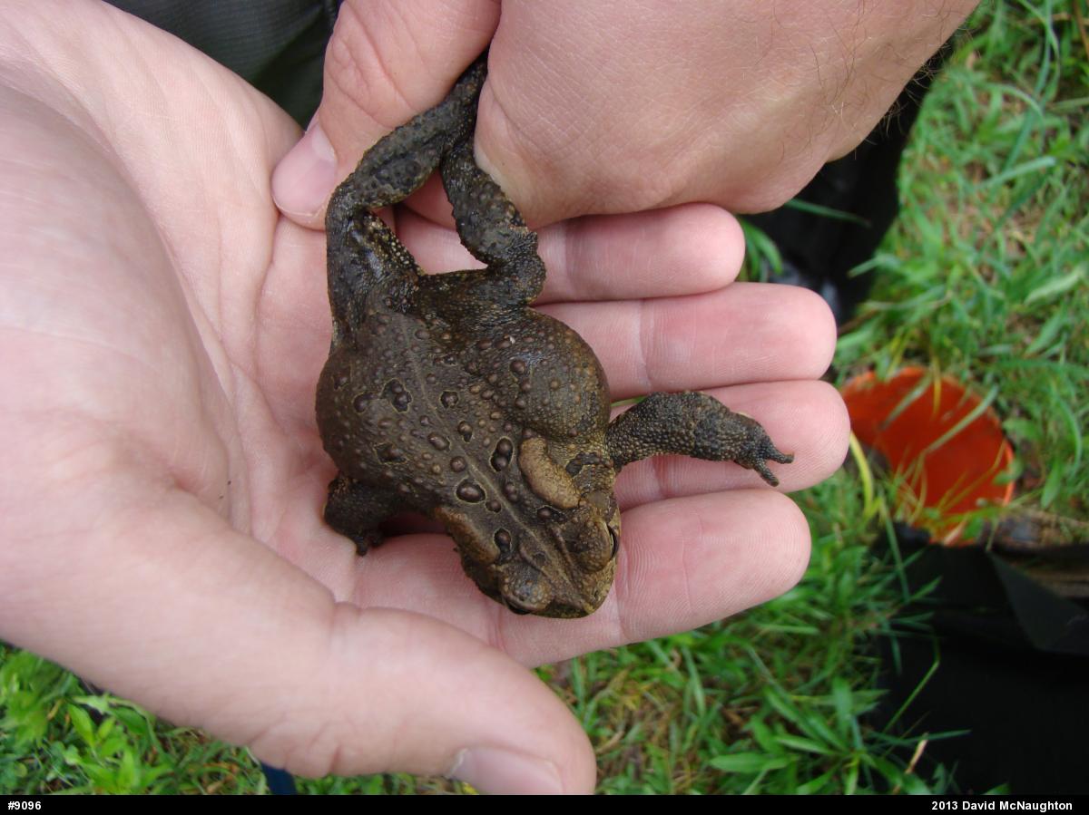 Eastern American Toad