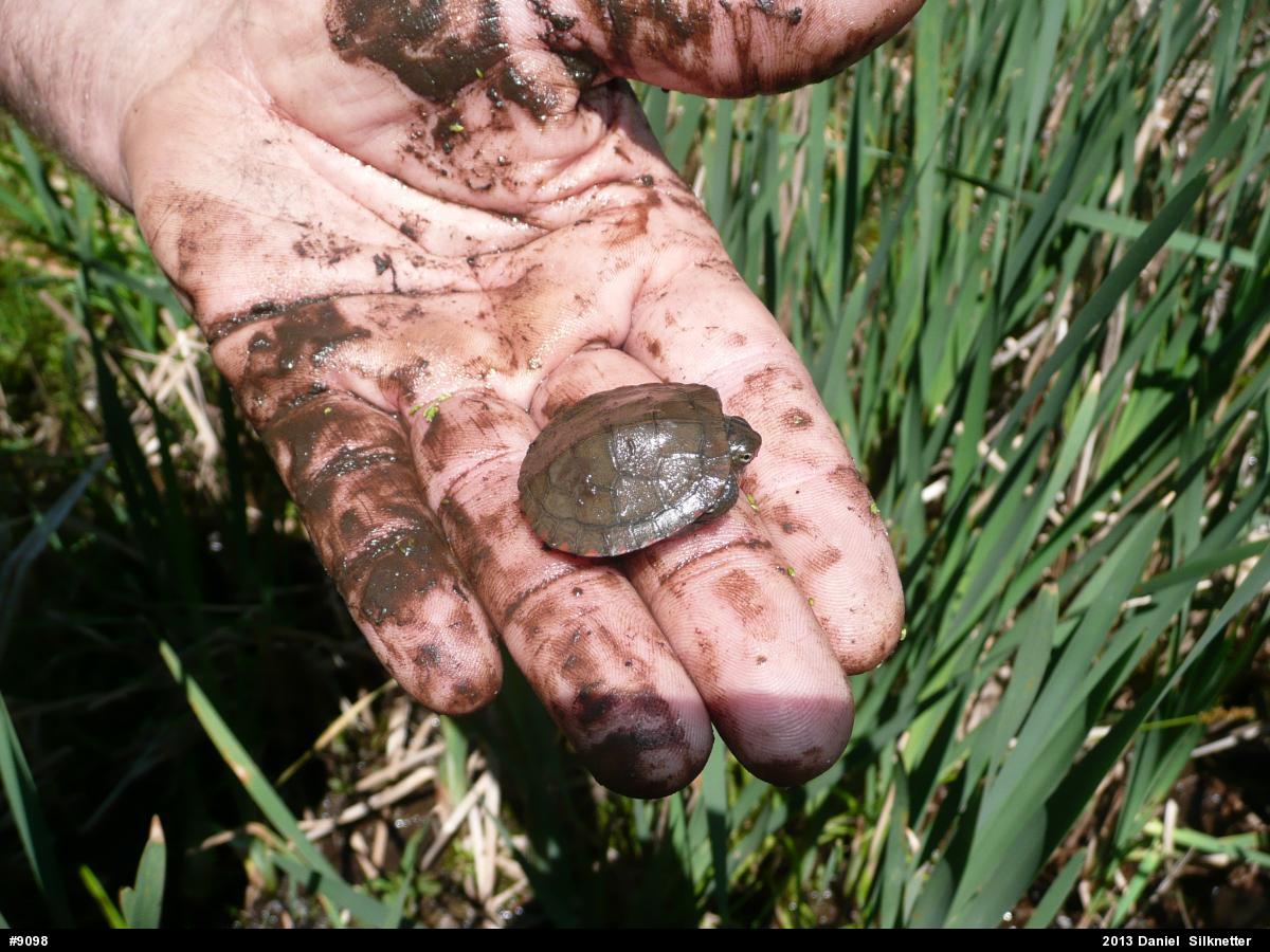 Eastern Painted Turtle