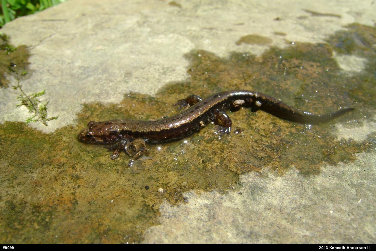 Allegheny Mountain Dusky Salamander