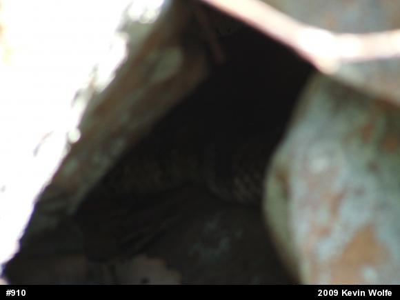 Timber Rattlesnake