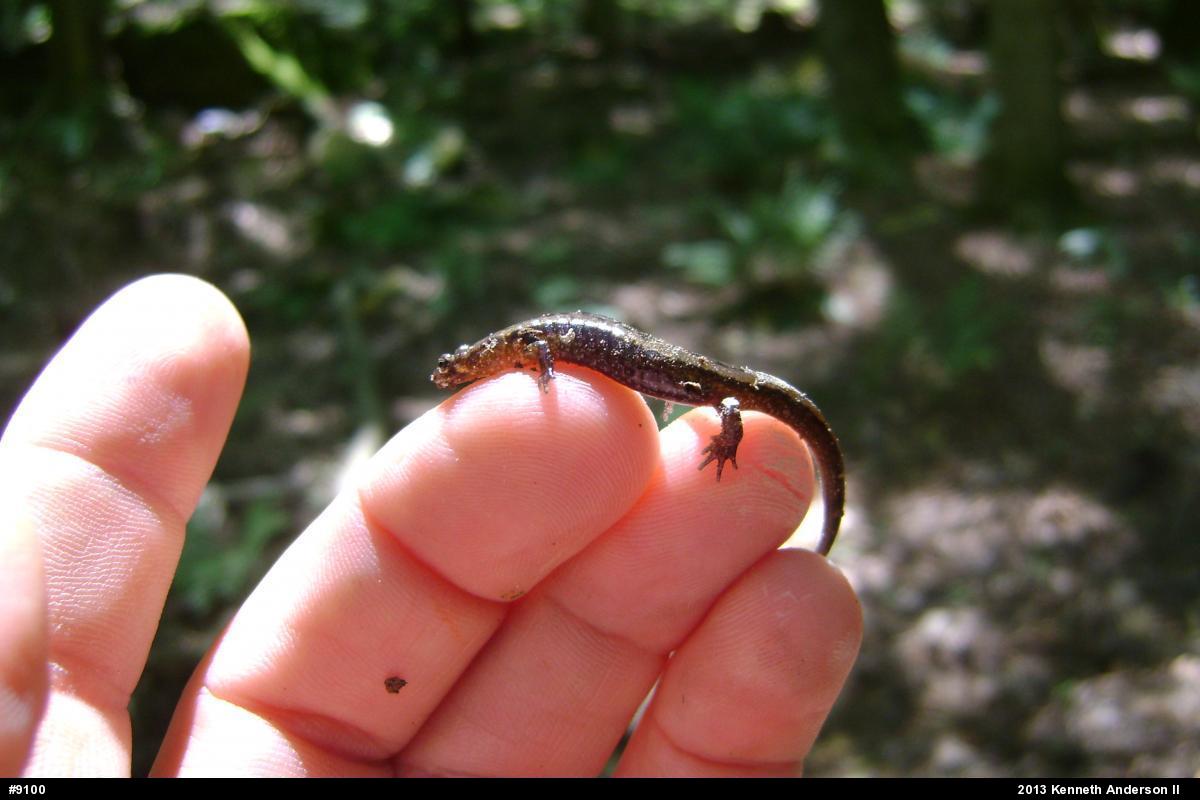 Dusky Salamanders