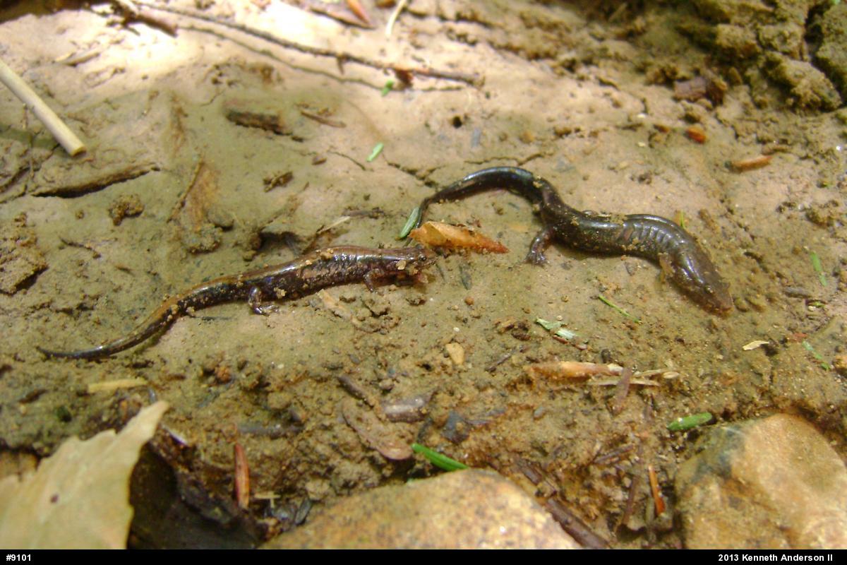 Allegheny Mountain Dusky Salamander