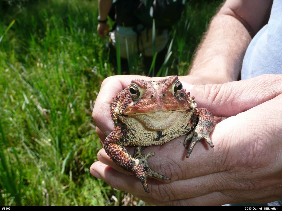 Eastern American Toad