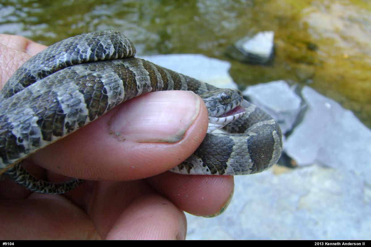 Northern Watersnake
