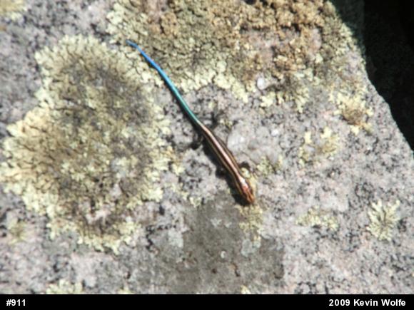 Common Five-lined Skink