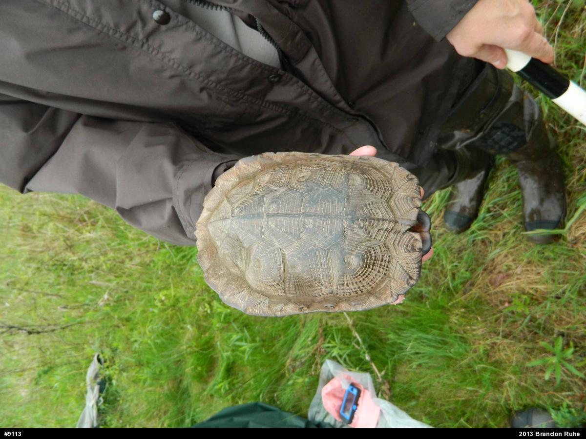 Wood Turtle