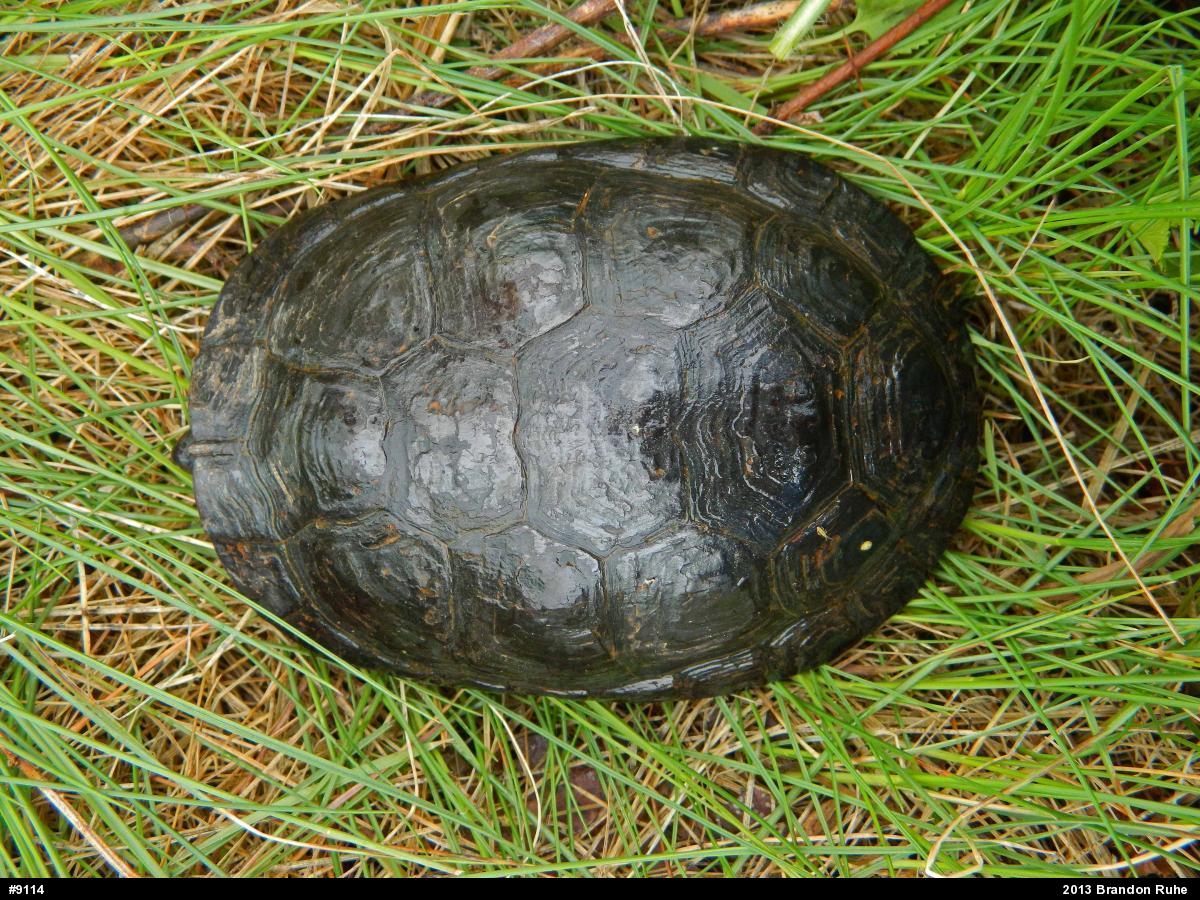 Spotted Turtle