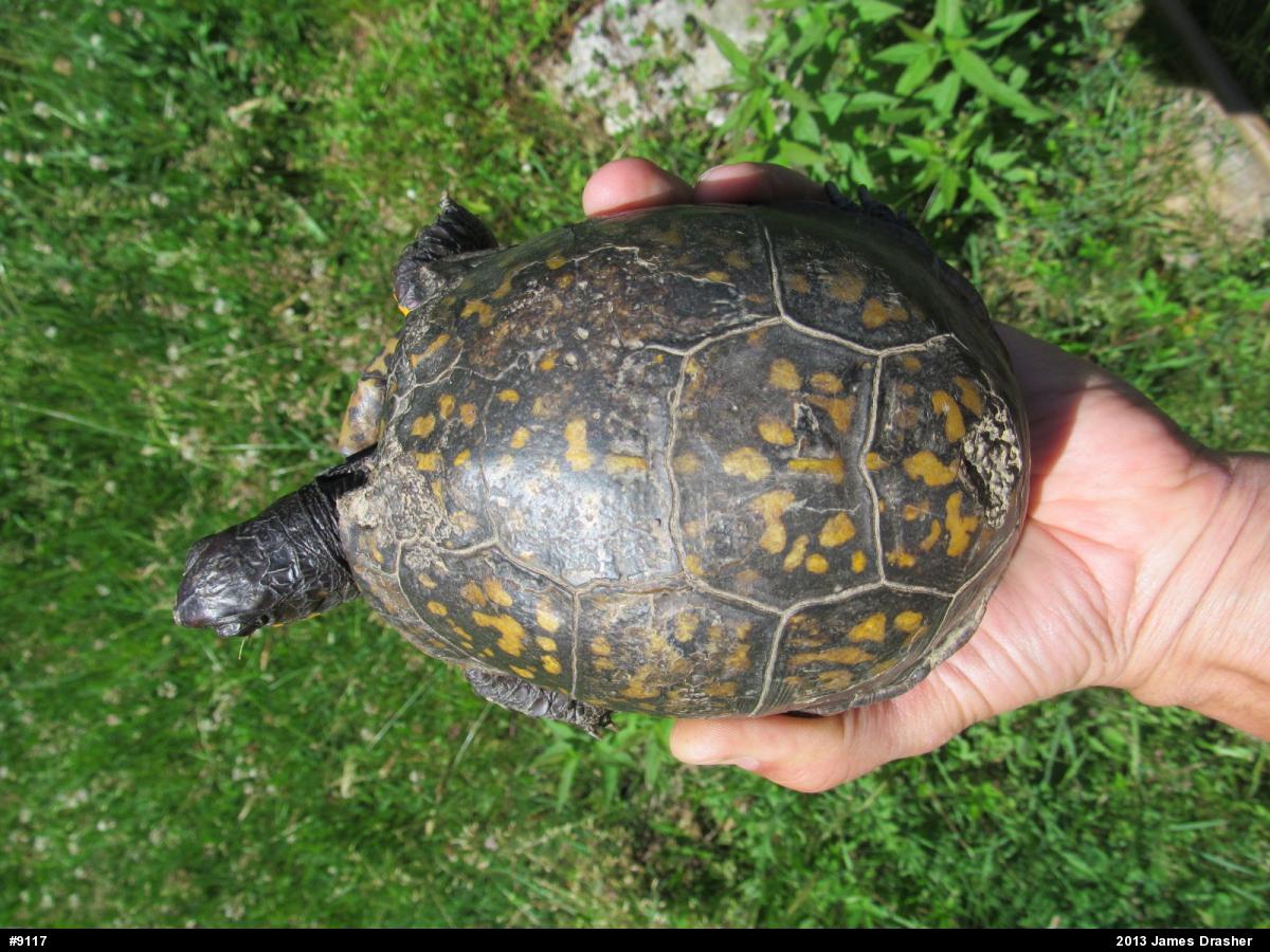 Eastern Box Turtle
