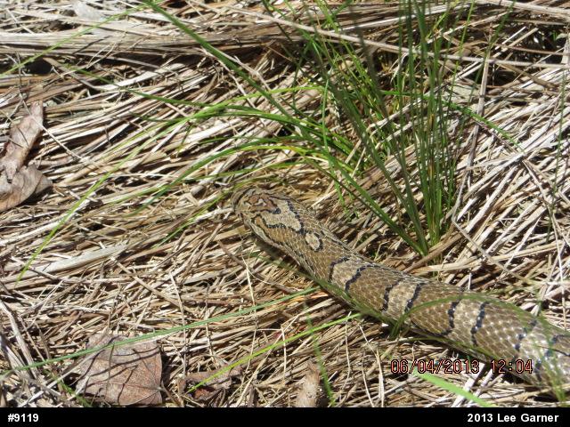 Eastern Milksnake