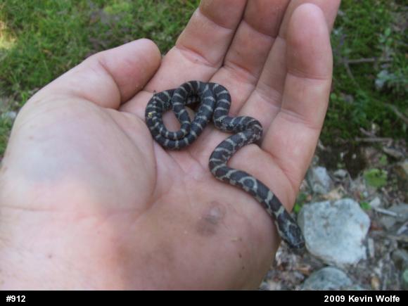 Eastern Milksnake