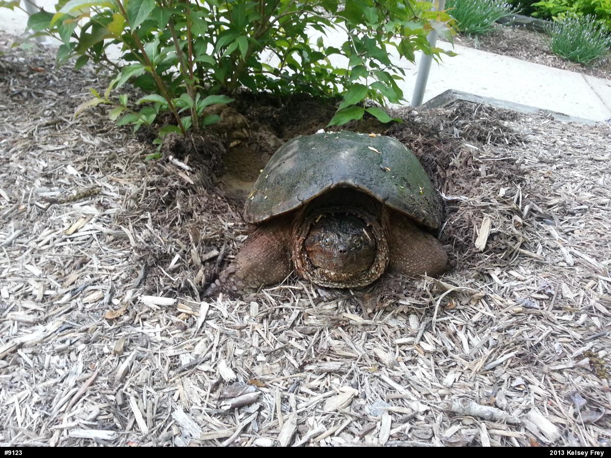 Snapping Turtle