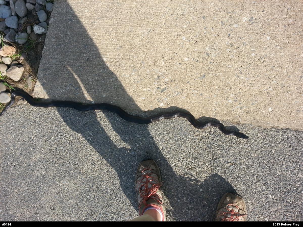 Eastern Ratsnake
