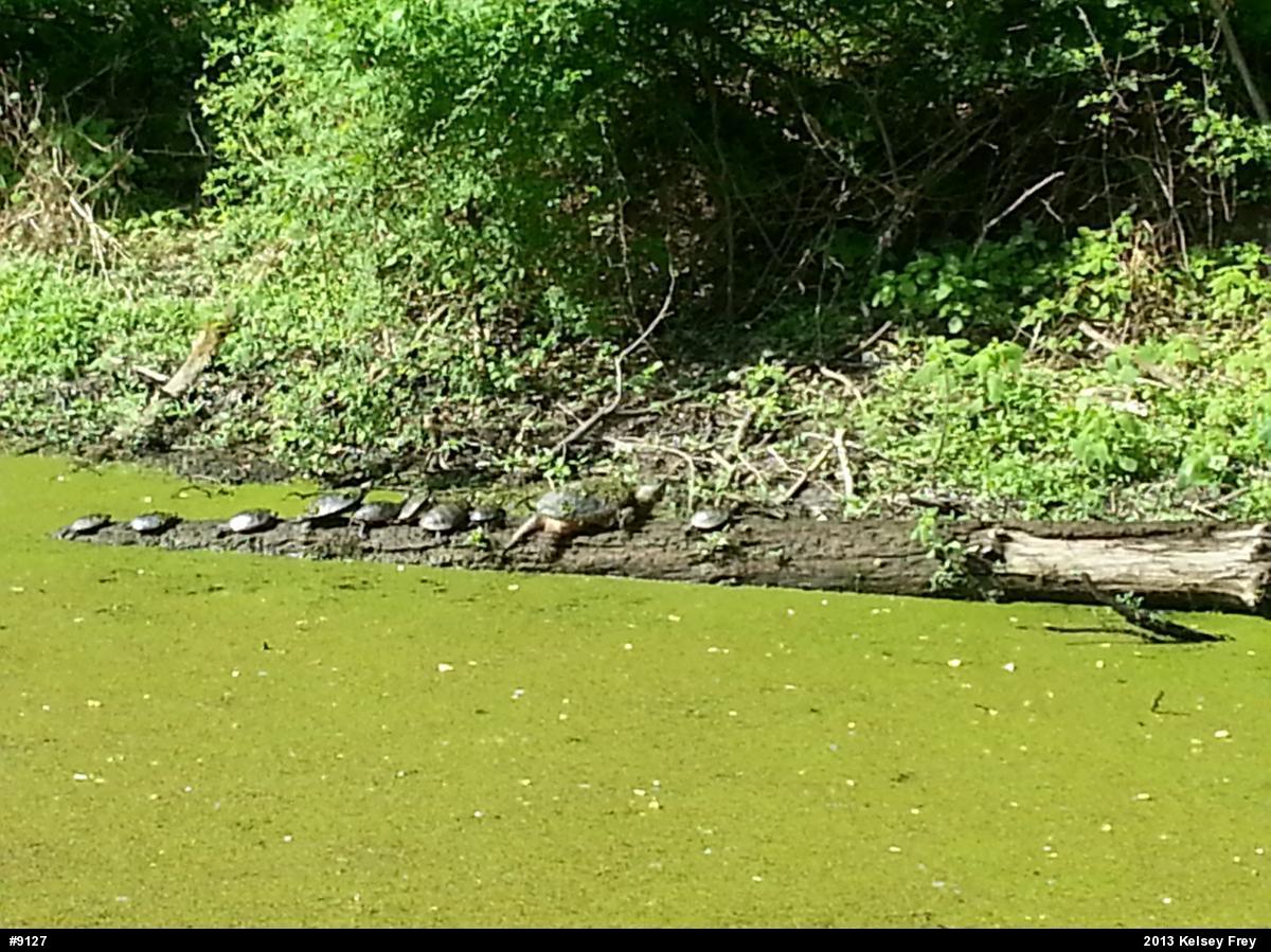 Eastern Painted Turtle