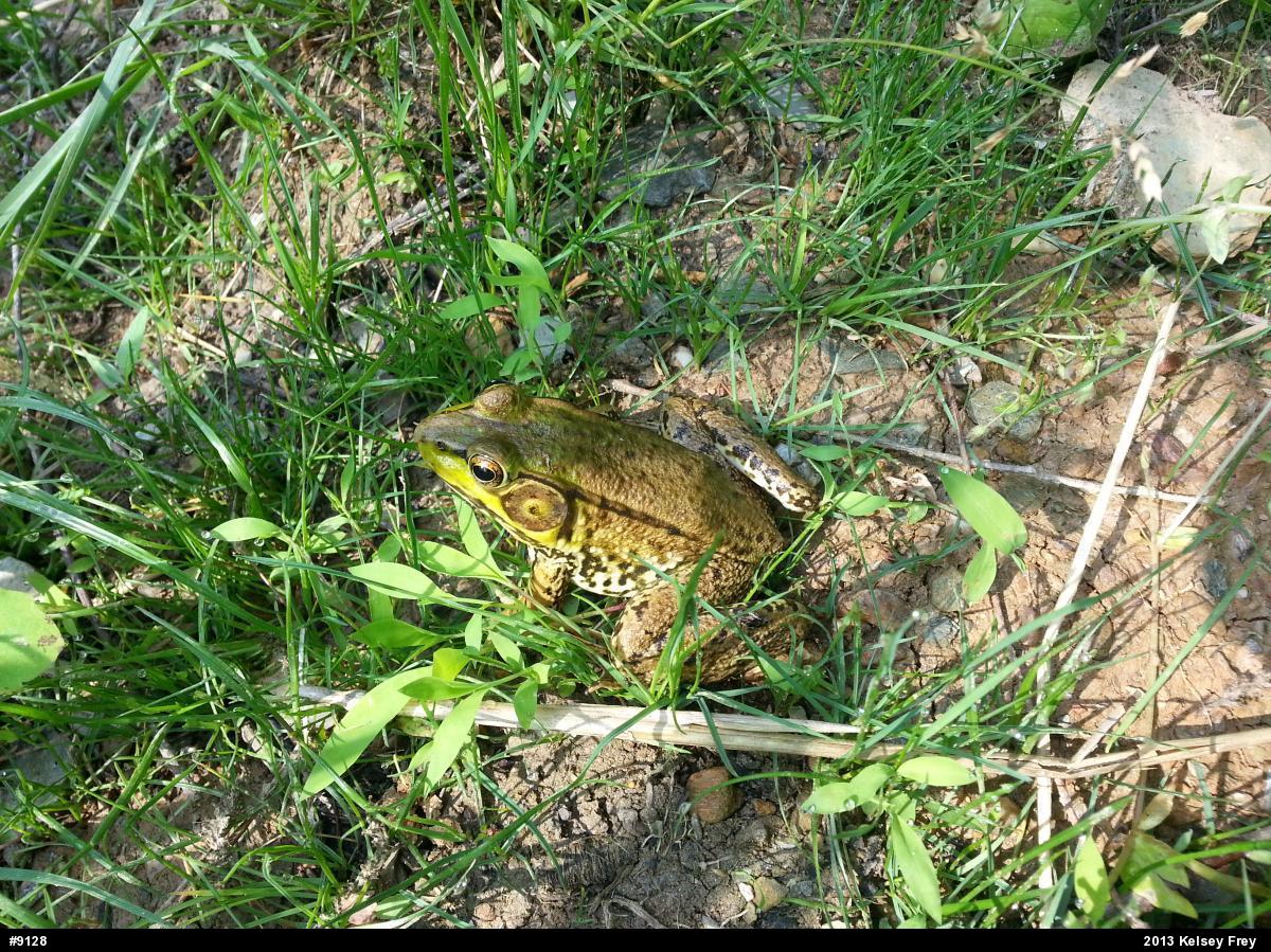 Green Frog