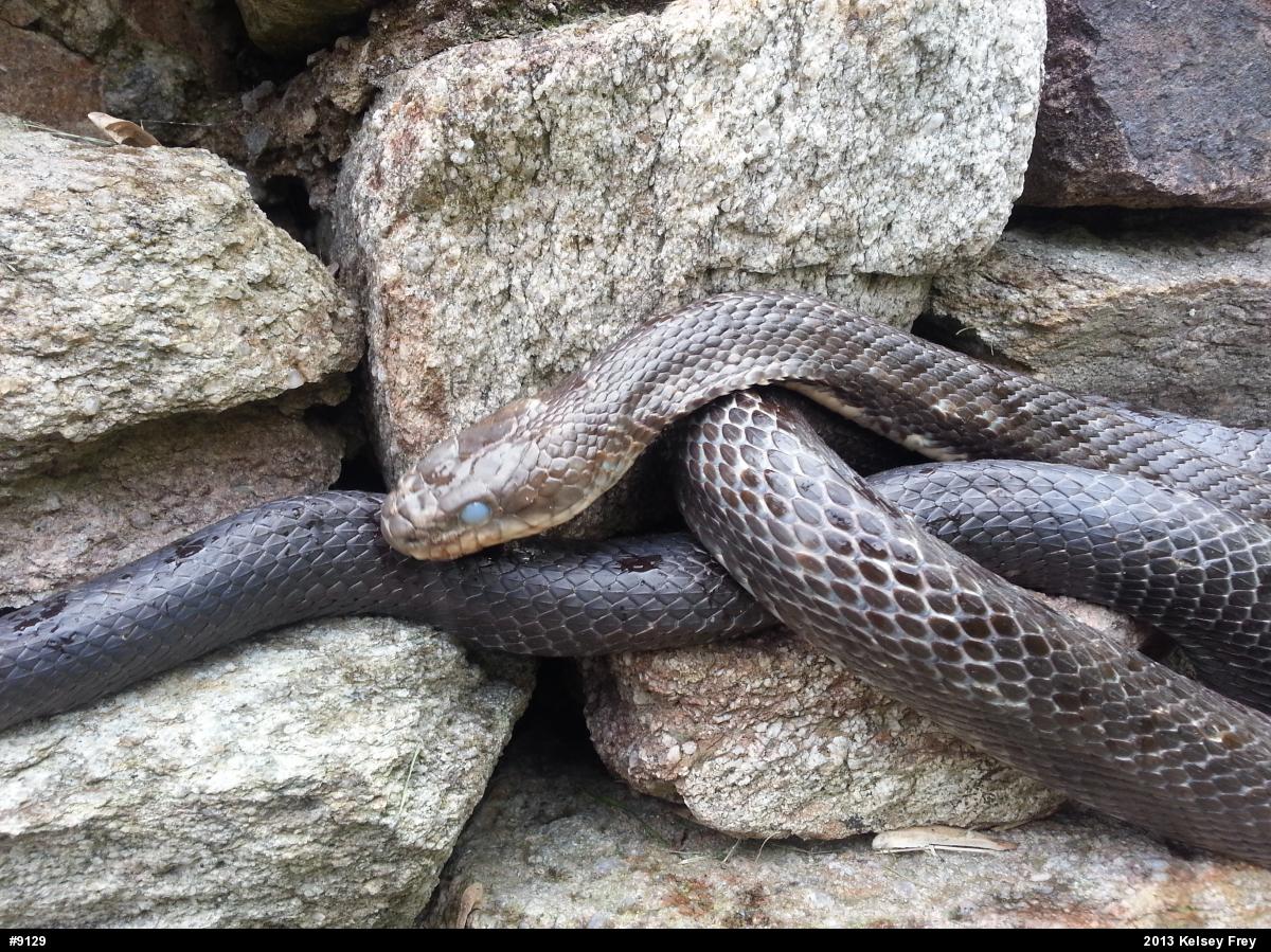 Eastern Ratsnake