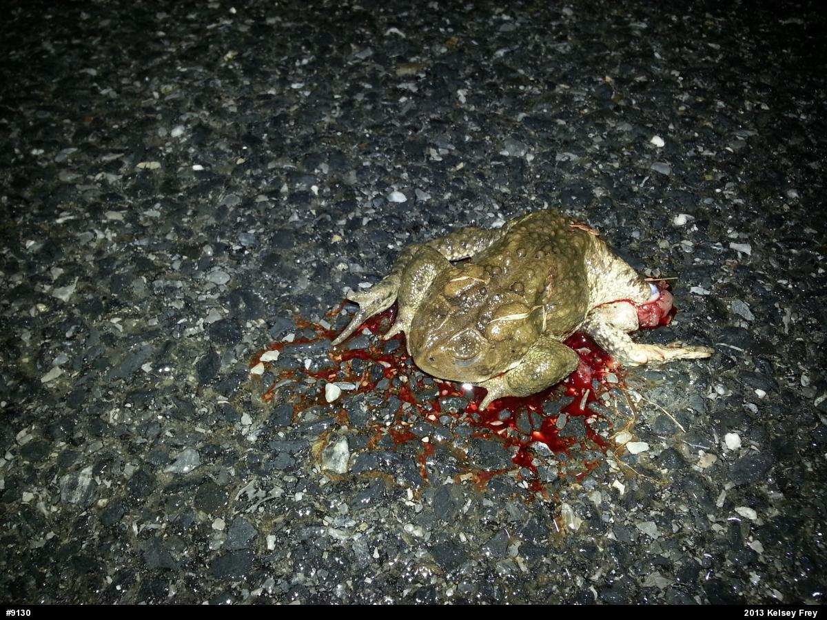 Eastern American Toad