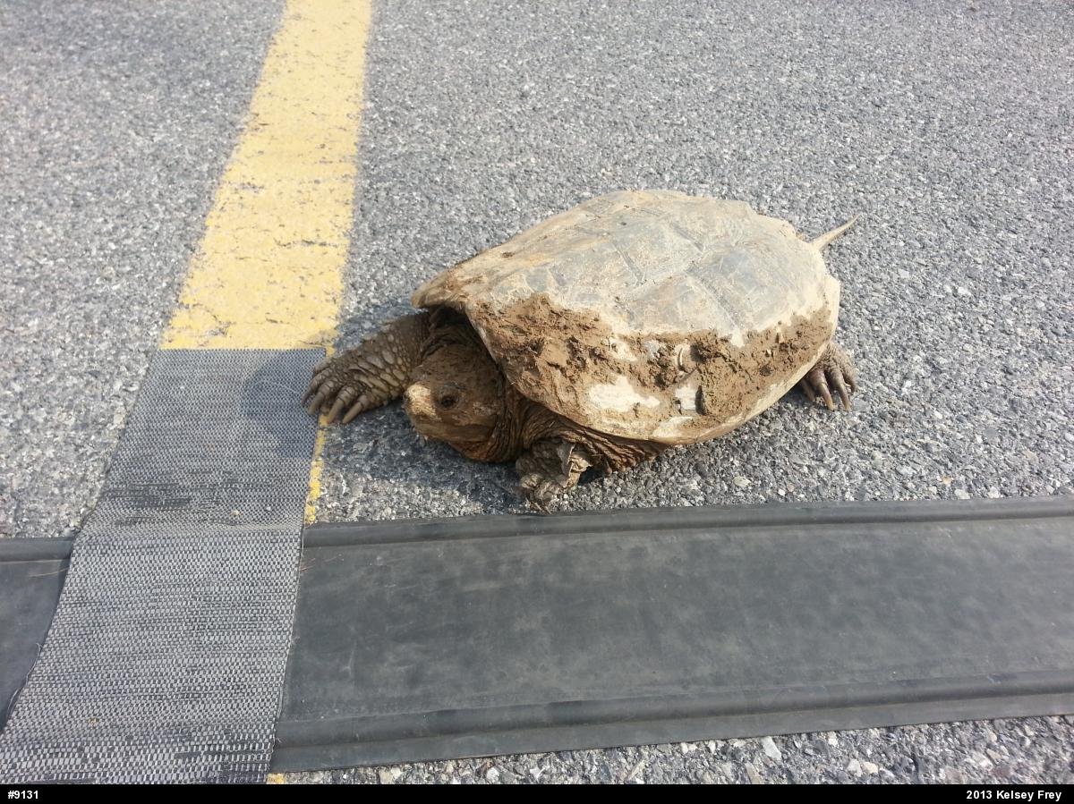 Snapping Turtle