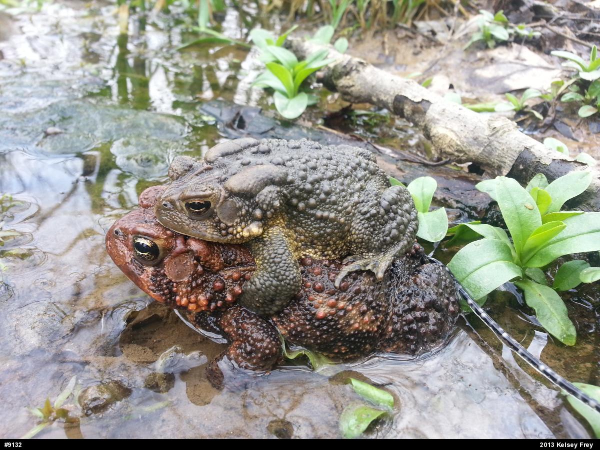 Eastern American Toad