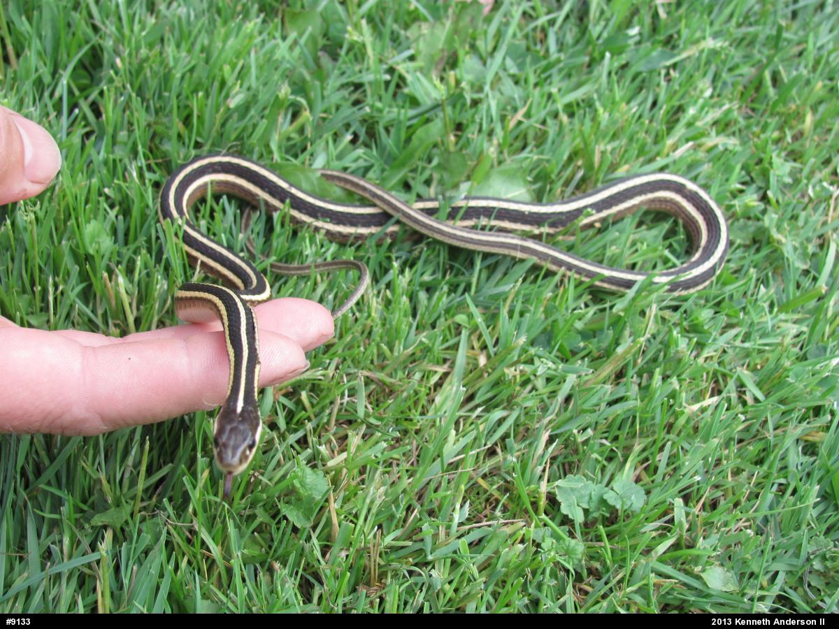 Northern Ribbonsnake