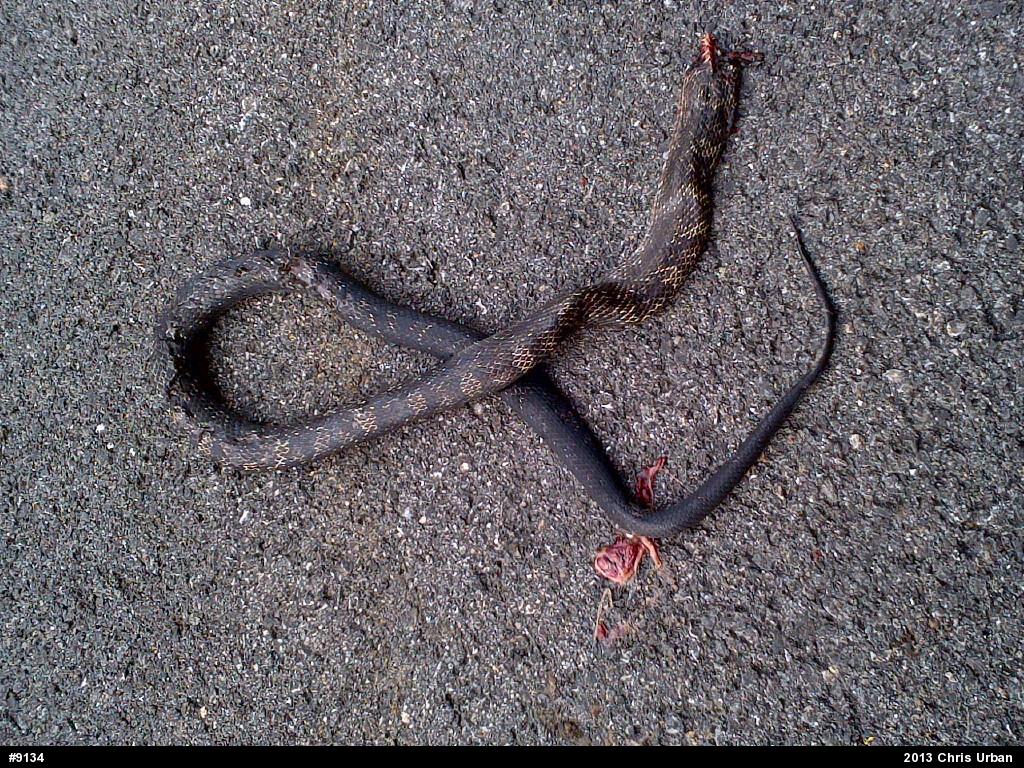 Eastern Ratsnake