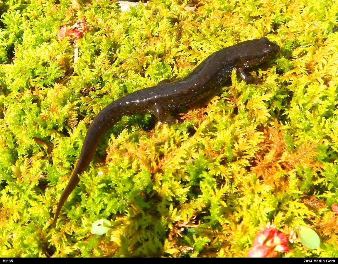 Northern Dusky Salamander