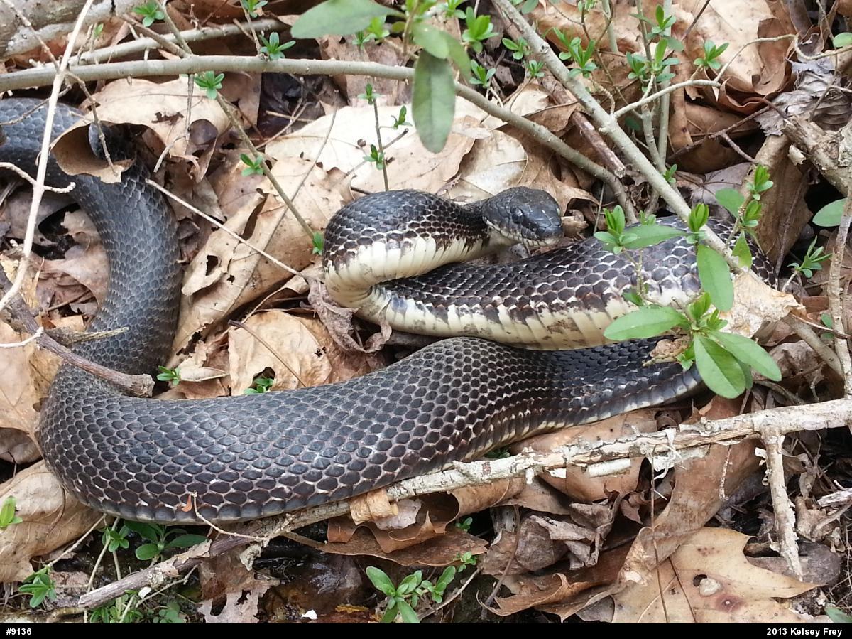Eastern Ratsnake