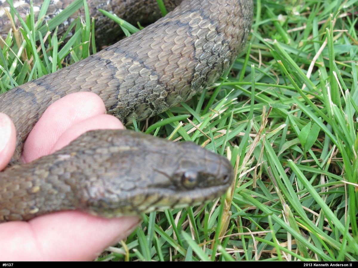 Northern Watersnake