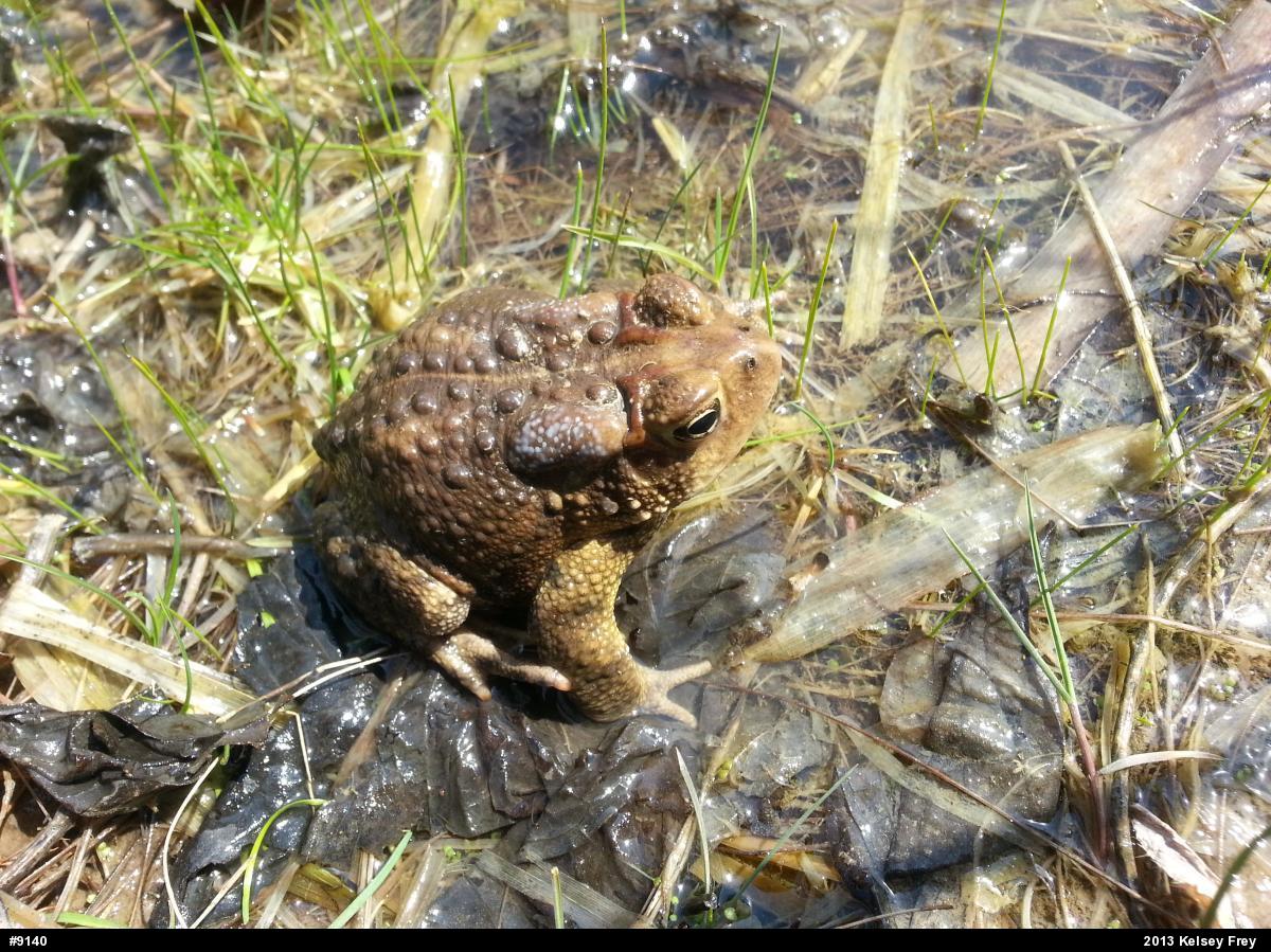 Eastern American Toad