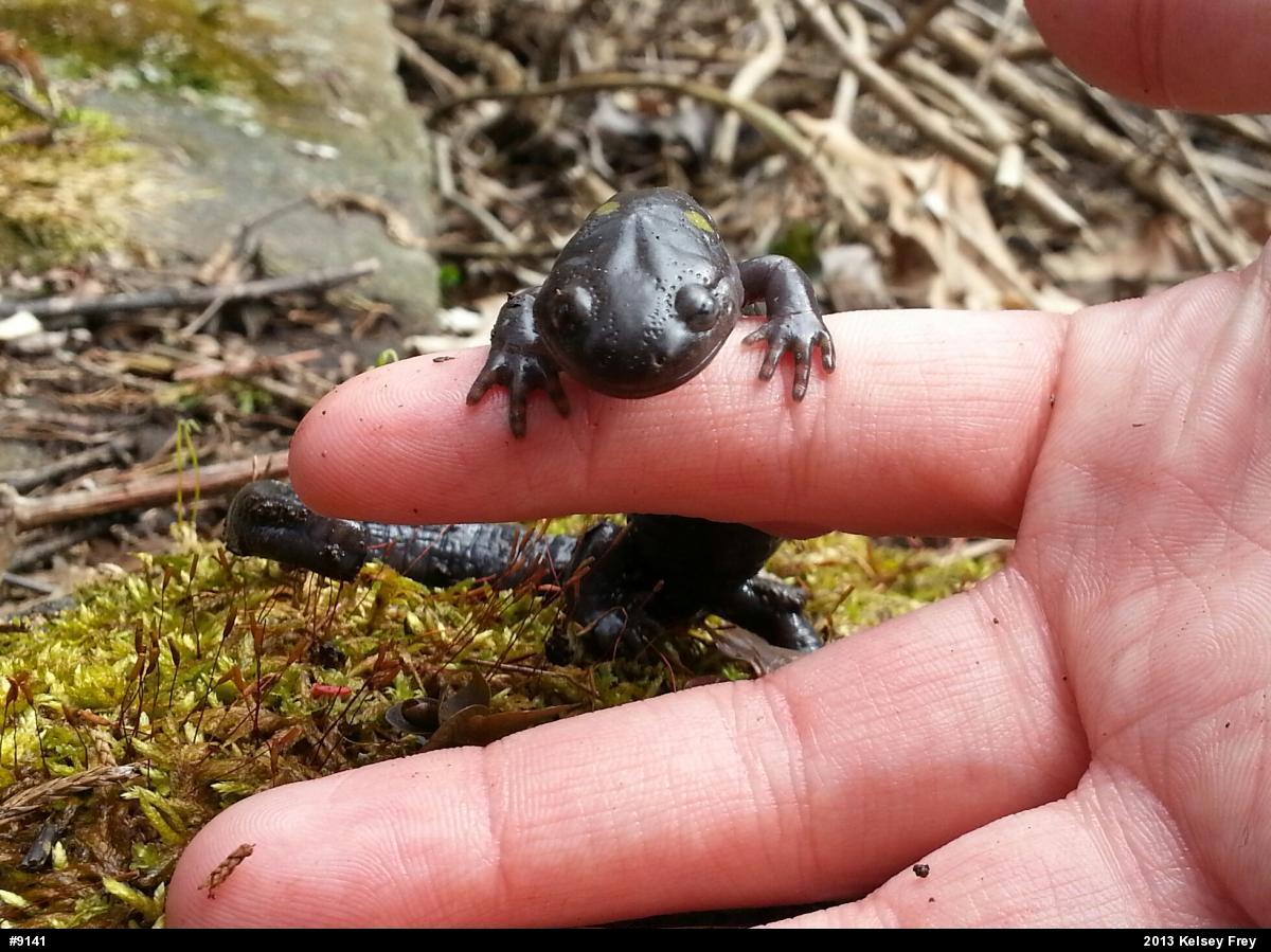 Spotted Salamander