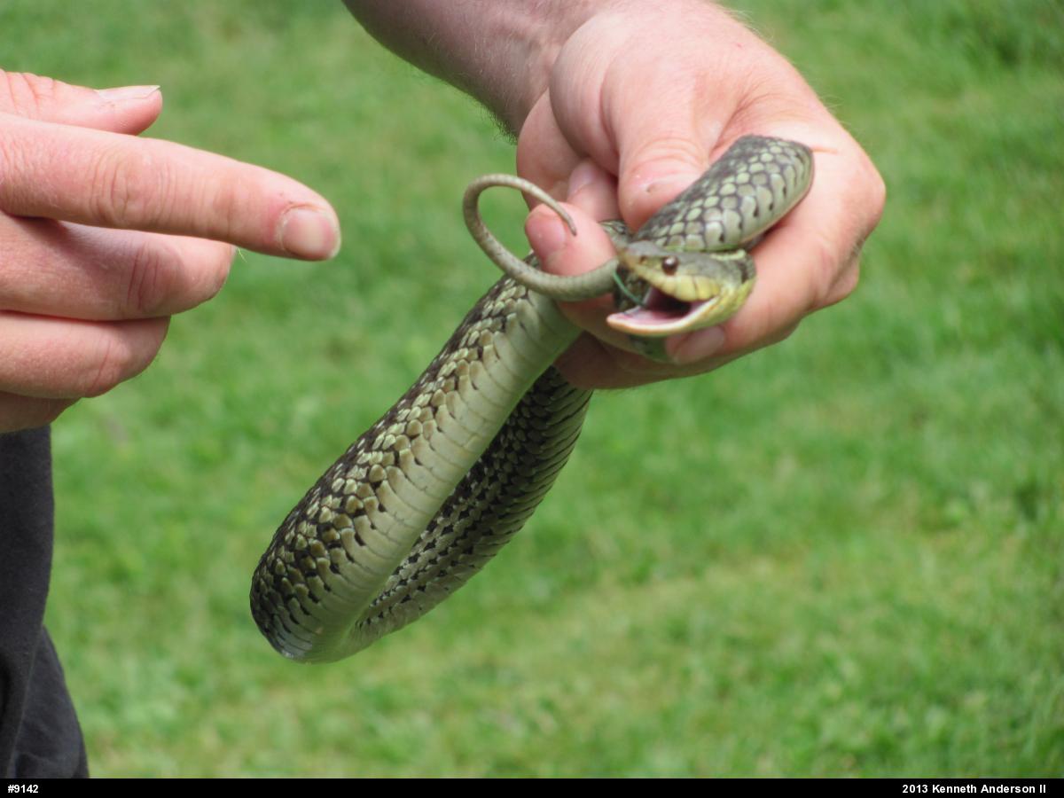 Eastern Gartersnake