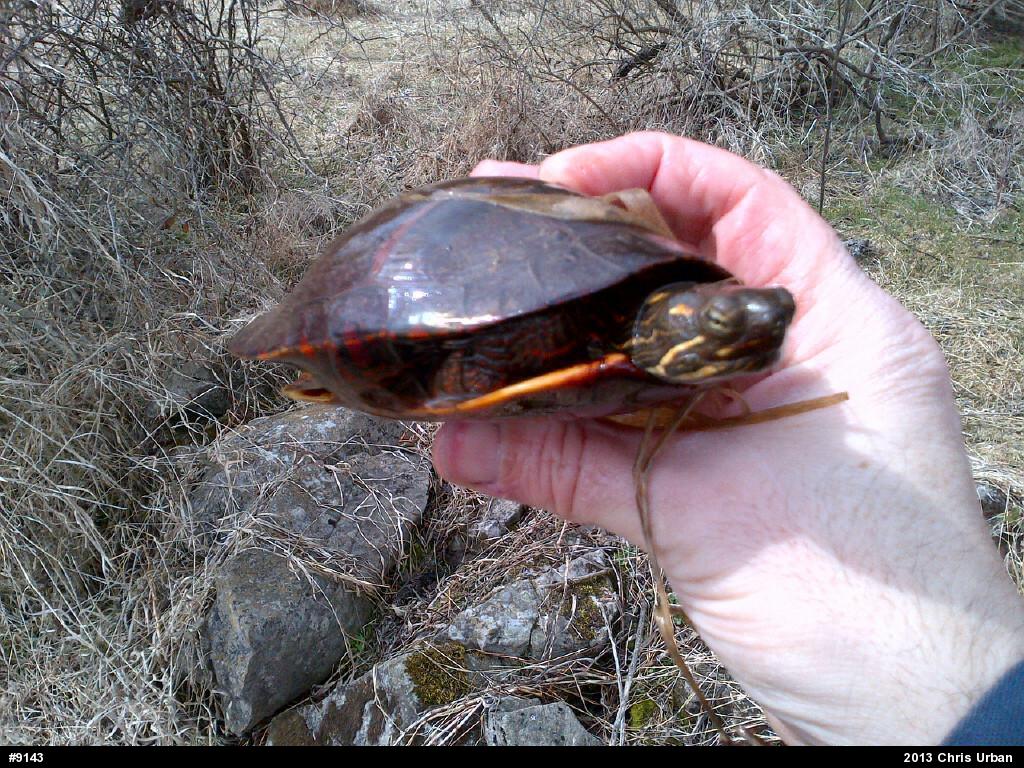 Eastern Painted Turtle