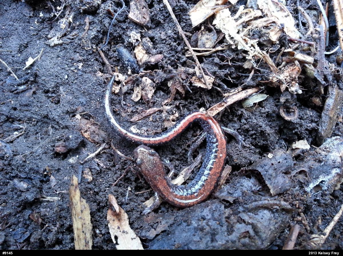 Eastern Red-backed  Salamander