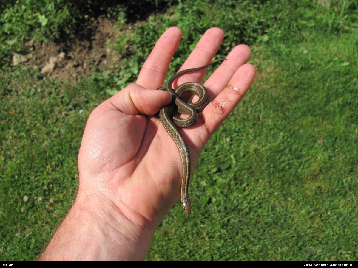 Shorthead Gartersnake